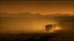 087-AFRICAS WILD WEST - Stallions Of The Namib Desert